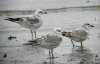 Mediterranean Gull at Southend Seafront (Steve Arlow) (132891 bytes)